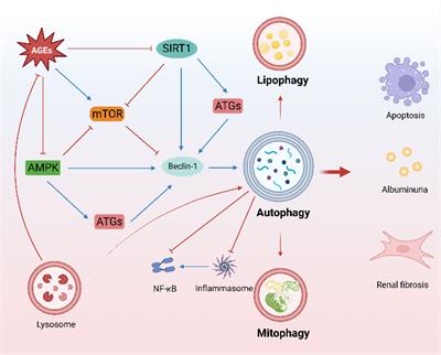 Regulation of autophagy by natural polyphenols in the treatment of diabetic kidney disease: therapeutic potential and mechanism